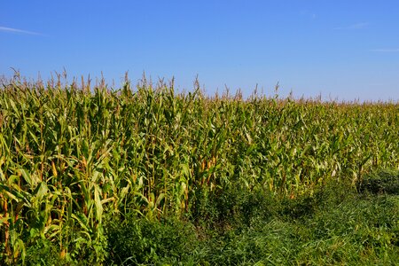 Cattle feed corn arable photo