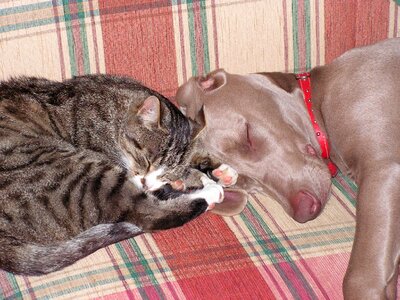 Friendship weimaraner young dog photo