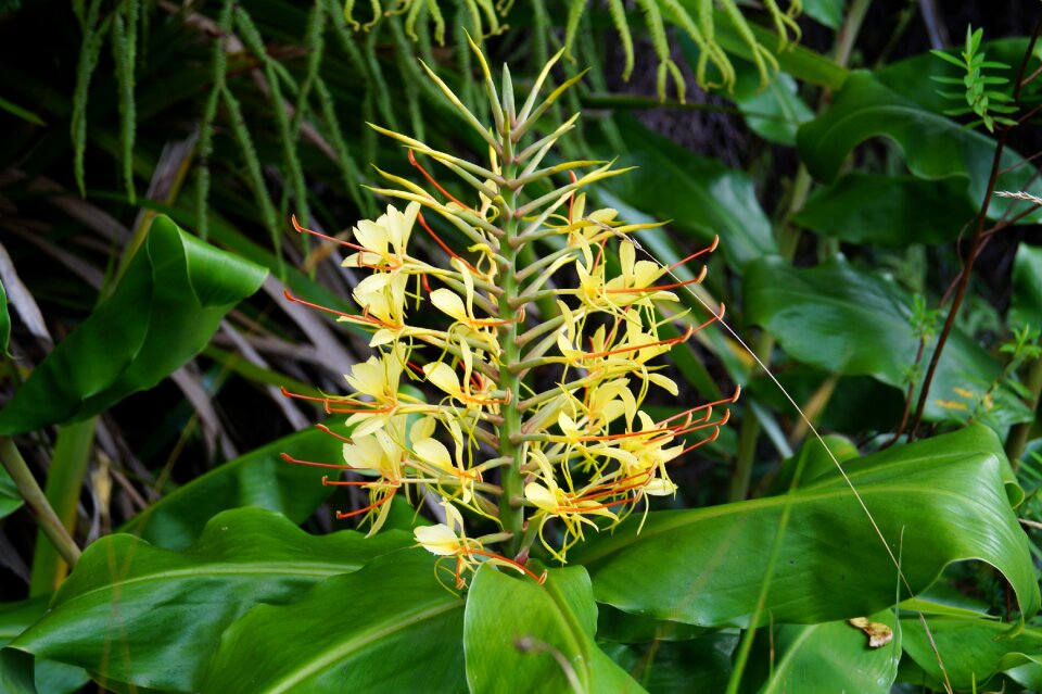 Flower yellow meeting