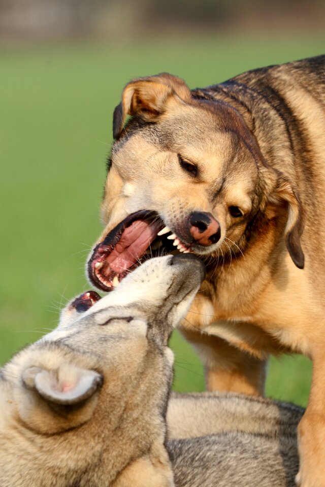 Fight play race