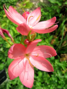 Hesperantha-flower-jardin des iris in Jardin des Plantes Paris 2
