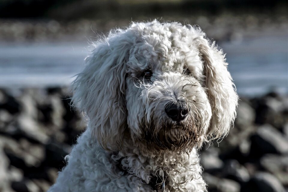Portrait white wuschelig