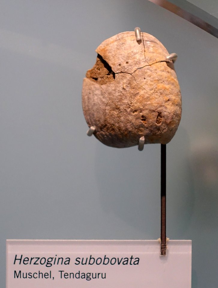 Herzogina subobovata - Museum fur Naturkunde, Berlin - DSC09950