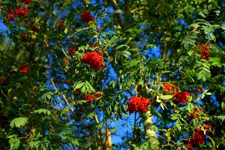 Red fruits ash photo