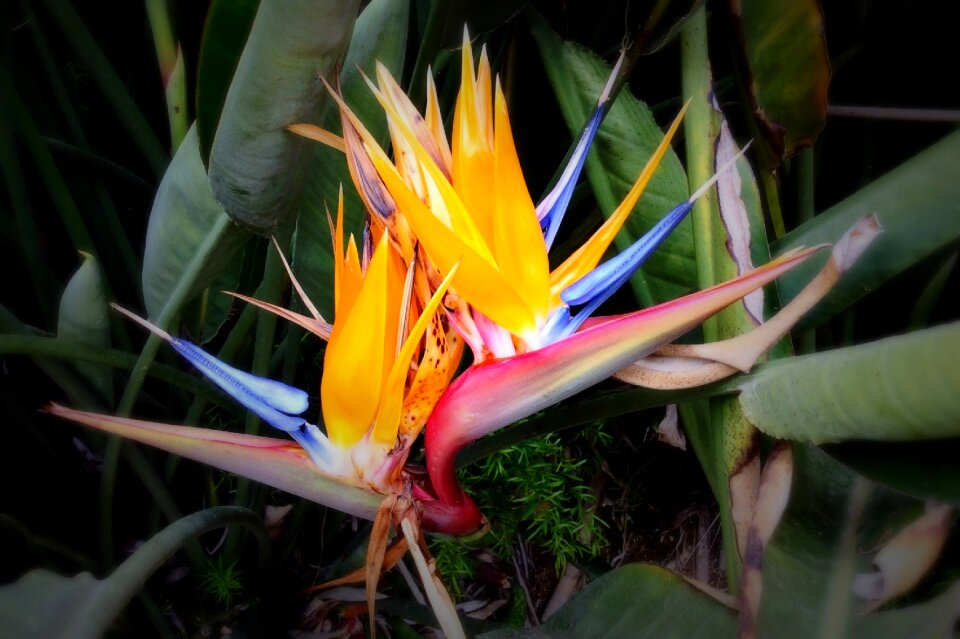 Colours botanical color