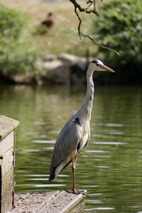 Heron wildlife bird