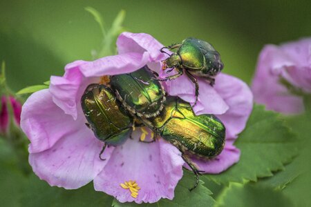 Bug beetle pink