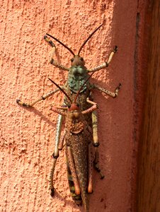 Bug hopper locust photo