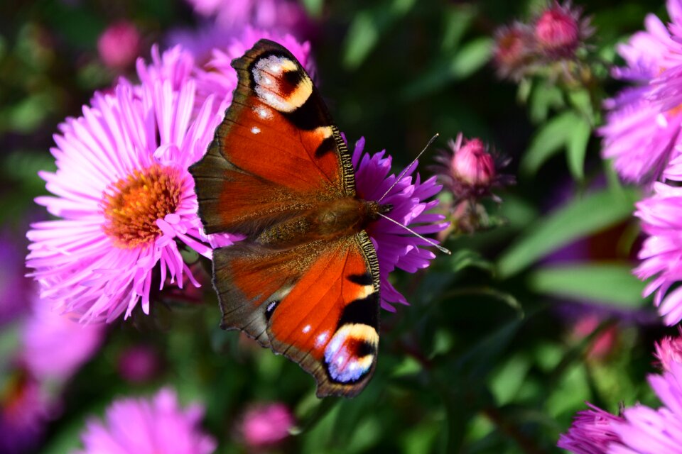 Insect close up flower
