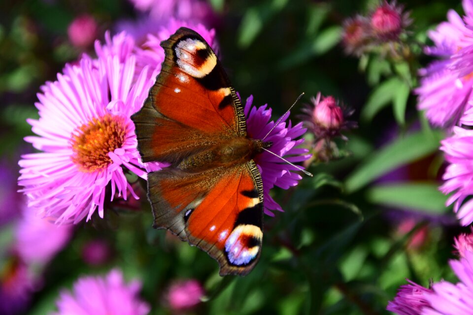 Insect close up flower photo