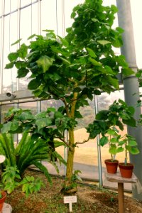 Hernandia nymphaeifolia - Shinjuku Gyo-en Greenhouse - Tokyo, Japan - DSC05894