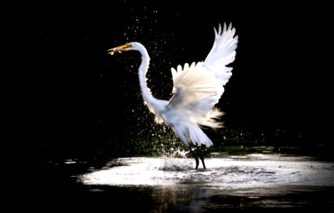 Heron 3 (243457589)