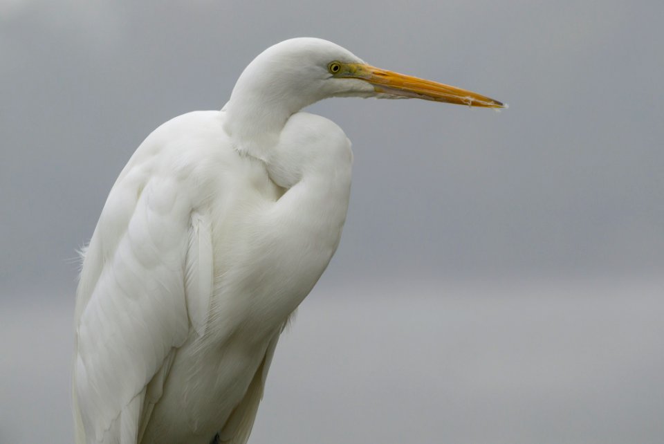 Heron 9 (246222351)