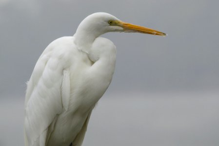 Heron 9 (246222351)