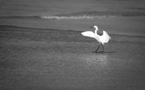 Heron 5 (243458381)
