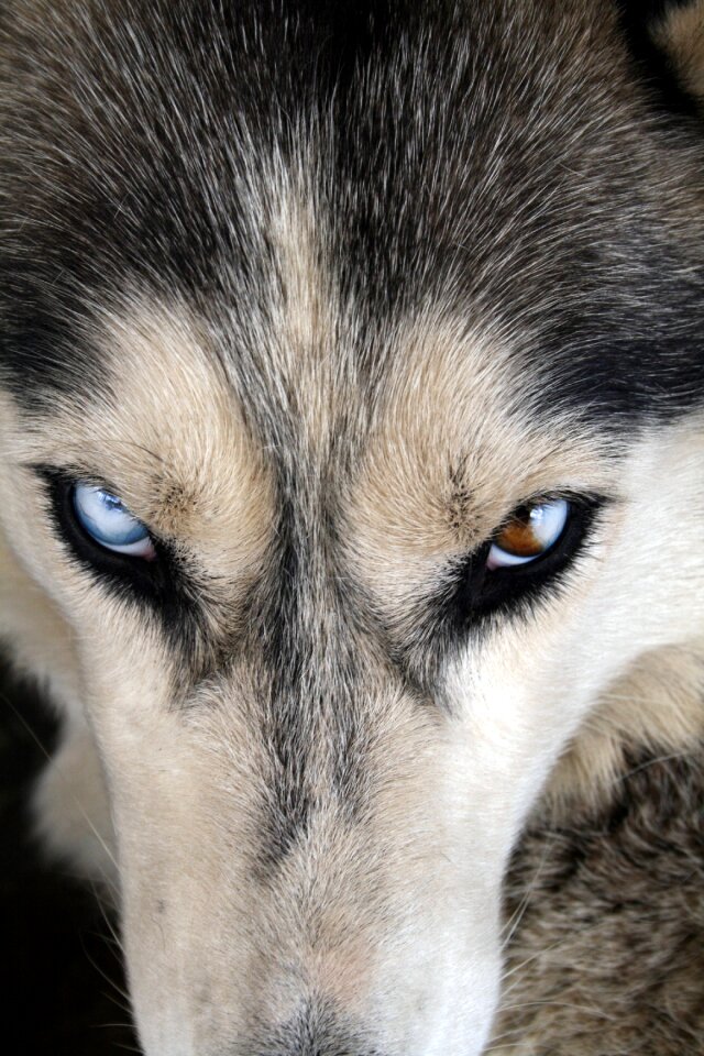 Canine portrait animal