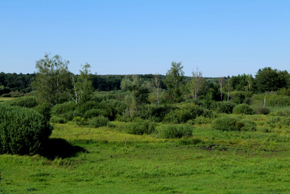 Herrensee, Lange-Damm-Wiesen und Barnim-Hänge 2020-08-05 199