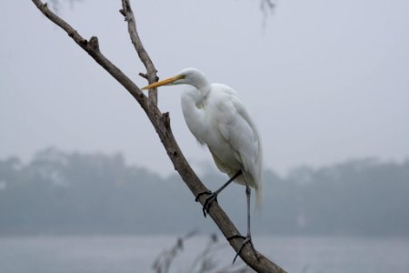 Heron 8 (246222349)