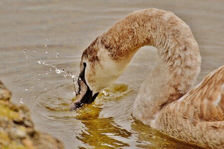 Pride bird waterfowl