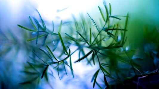 Plant grass tree