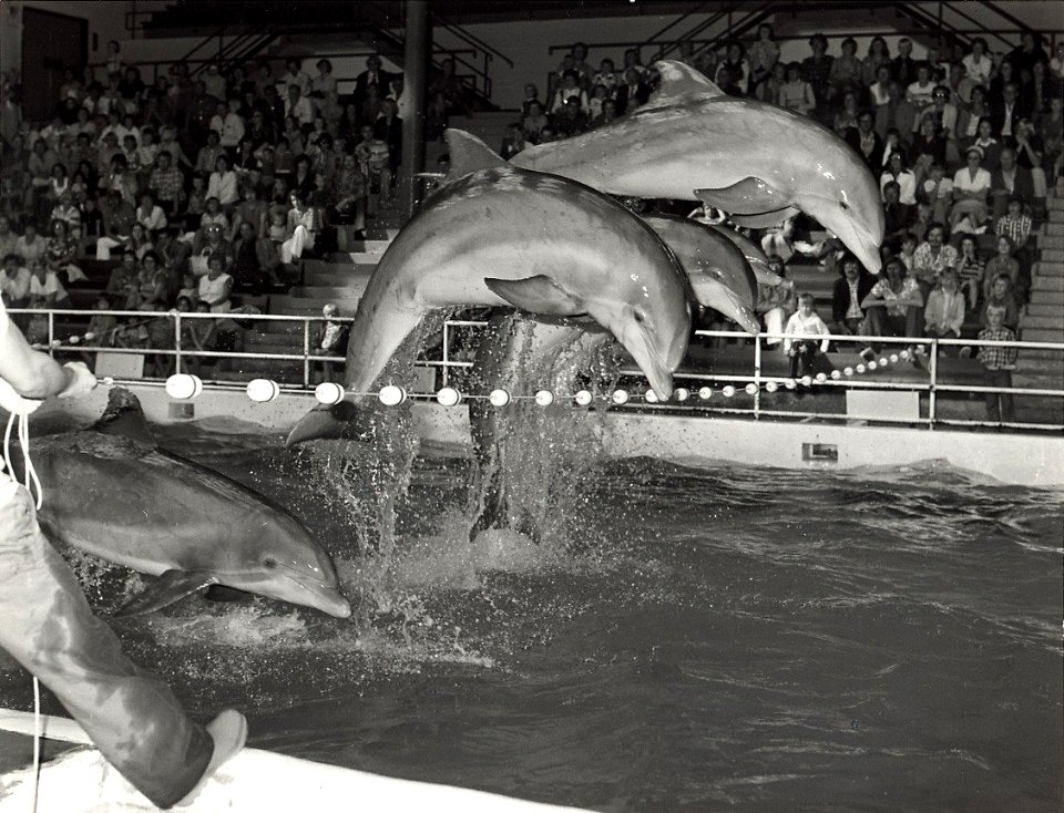 Het Dolfirama in het Hotel Bouwes, met de Dolfijnenshow. Aangekocht in 1976 van fotograaf C. de Boer