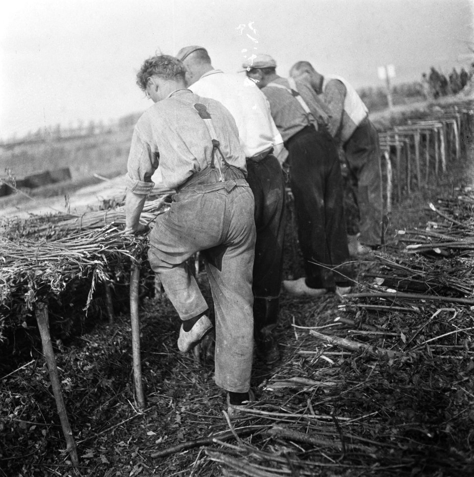 Herstelling Nollegat Vlechten van matten van rijshout, zg rijswerk, Bestanddeelnr 900-8380