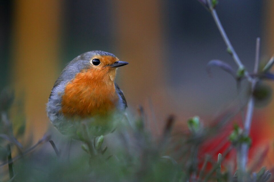 Animals birds plumage