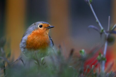 Animals birds plumage