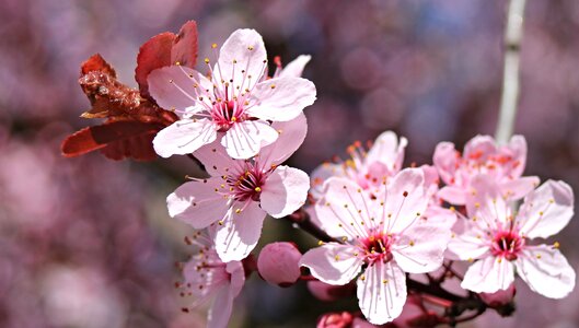Pink bloom flowering twig photo