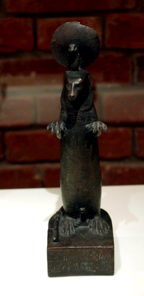 Herpestes ichneumon Neues Museum 26042018 1