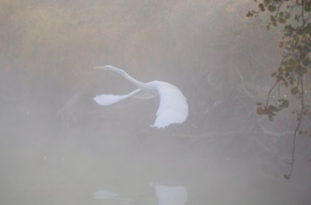 Heron 4 (243458133)