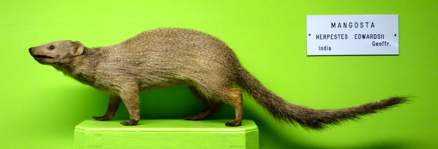 Herpestes edwardsii - Museo Civico di Storia Naturale Giacomo Doria - Genoa, Italy - DSC02720