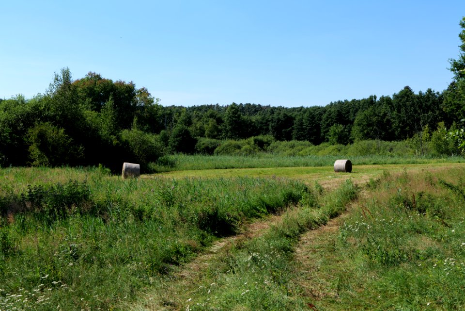Herrensee, Lange-Damm-Wiesen und Barnim-Hänge 2020-08-05 130