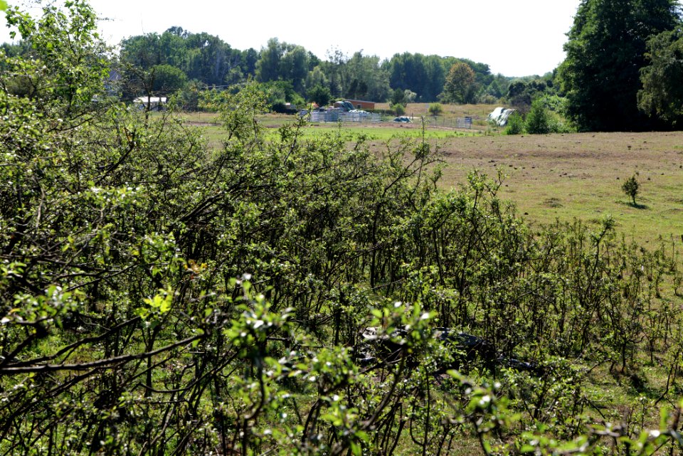 Herrensee, Lange-Damm-Wiesen und Barnim-Hänge 2020-08-05 183