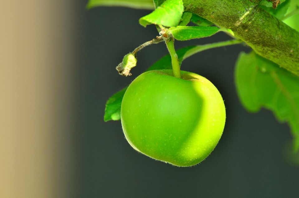 Apple tree kernobstgewaechs garden