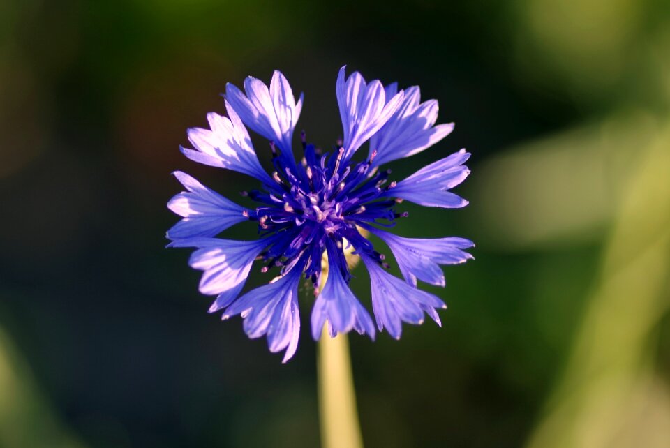 Flower grasshopper village