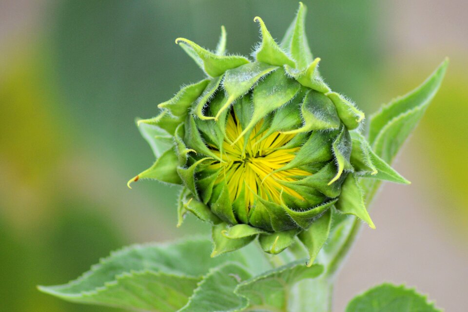 Yellow blossom bloom