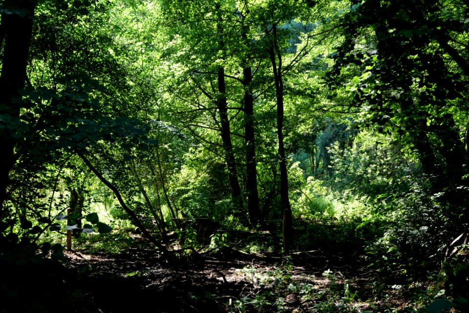 Herrensee, Lange-Damm-Wiesen und Barnim-Hänge 2020-08-05 152