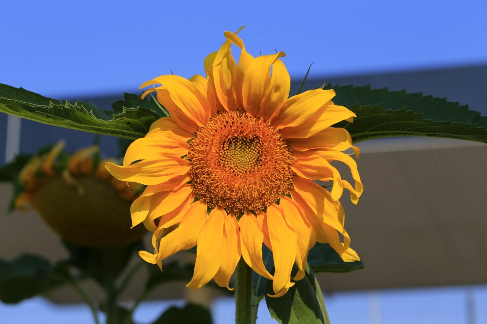 Sunflower edit flower