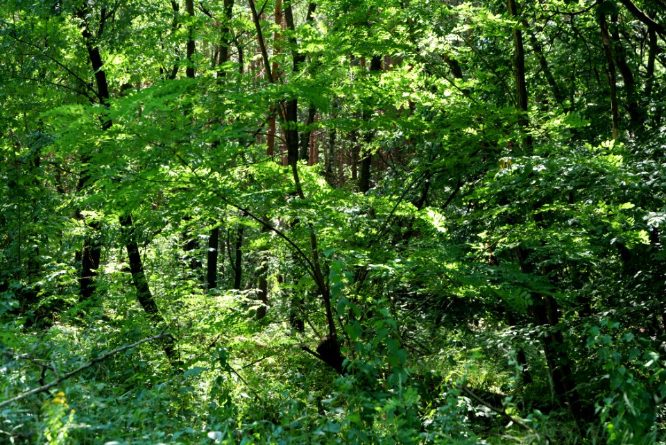 Herrensee, Lange-Damm-Wiesen und Barnim-Hänge 2020-08-05 118