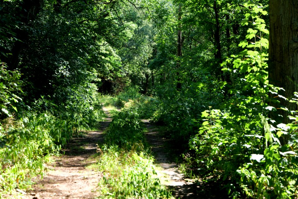 Herrensee, Lange-Damm-Wiesen und Barnim-Hänge 2020-08-05 116