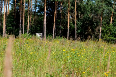 Herrensee, Lange-Damm-Wiesen und Barnim-Hänge 2020-08-05 02