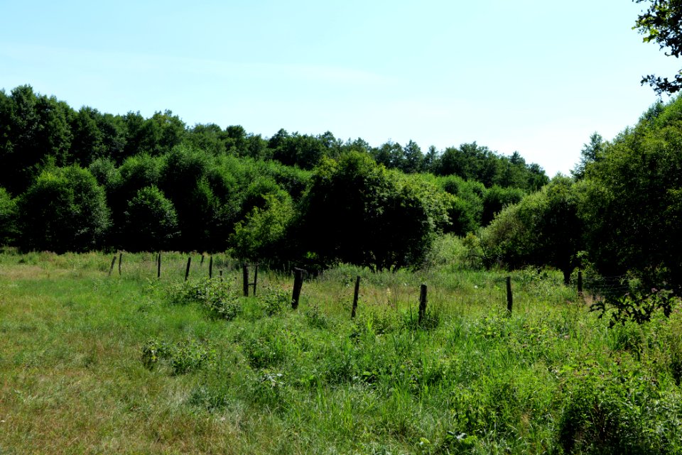 Herrensee, Lange-Damm-Wiesen und Barnim-Hänge 2020-08-05 134