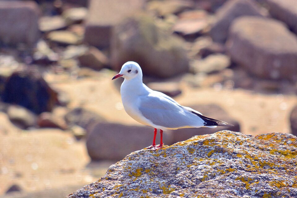Nature plumage sea