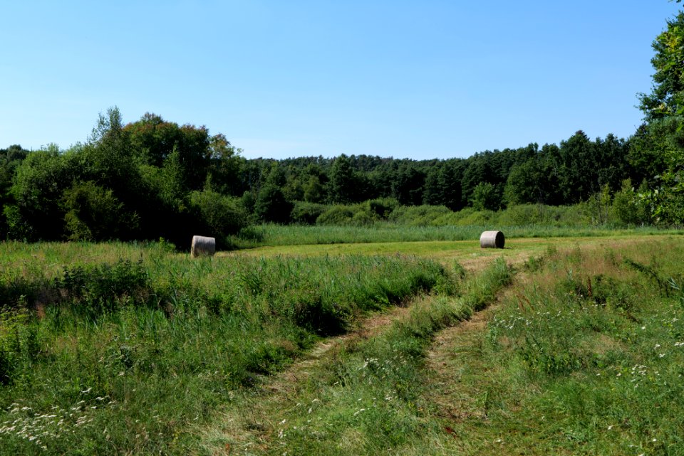 Herrensee, Lange-Damm-Wiesen und Barnim-Hänge 2020-08-05 128