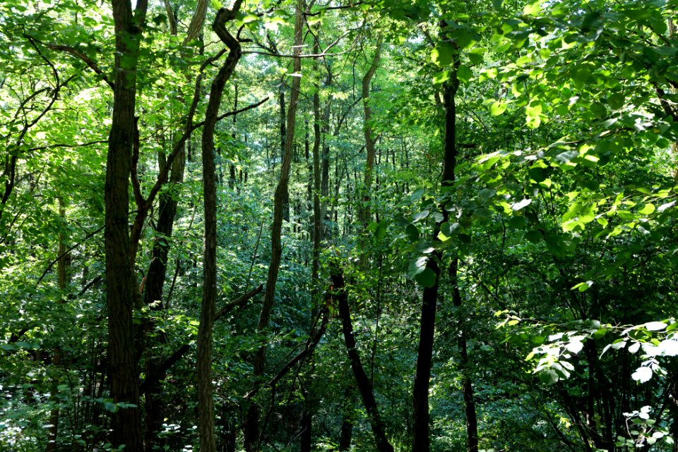 Herrensee, Lange-Damm-Wiesen und Barnim-Hänge 2020-08-05 156