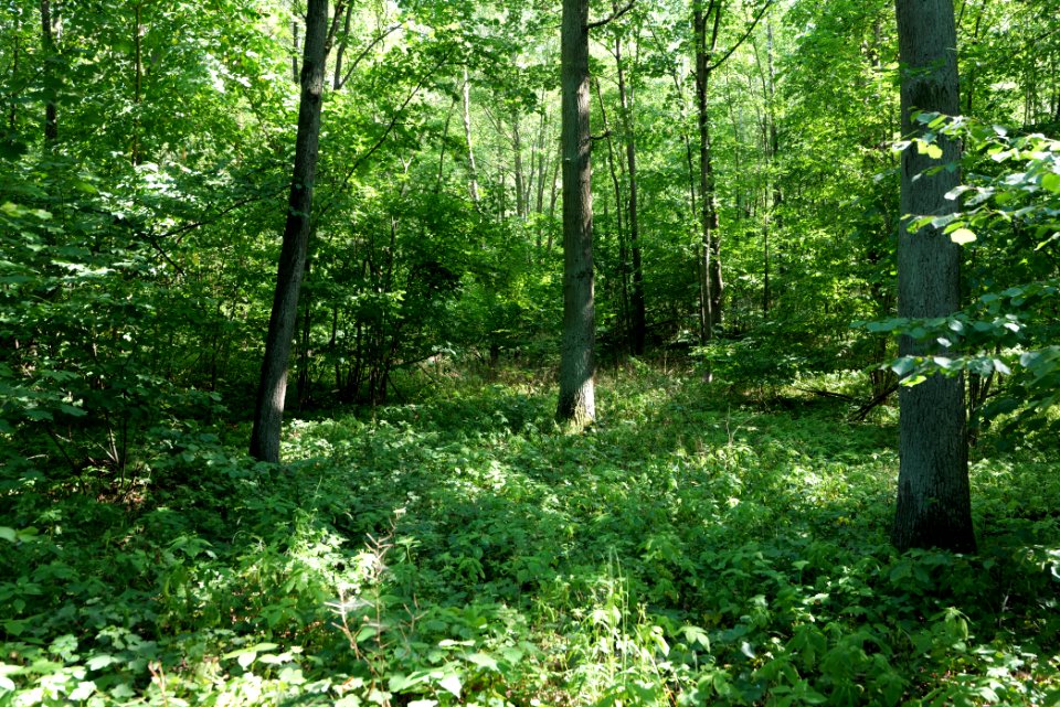 Herrensee, Lange-Damm-Wiesen und Barnim-Hänge 2020-08-05 101