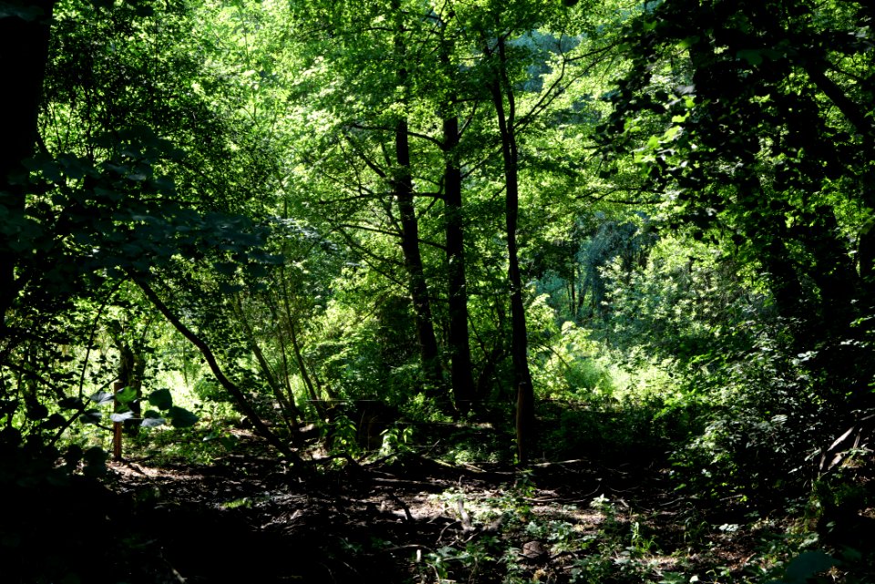 Herrensee, Lange-Damm-Wiesen und Barnim-Hänge 2020-08-05 151