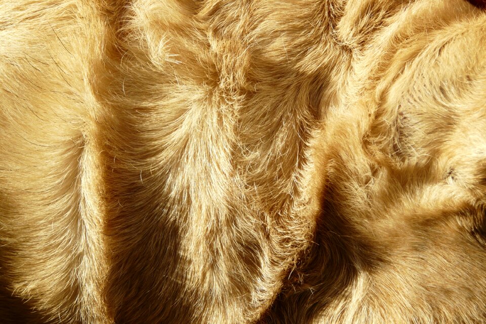Detail structure dog