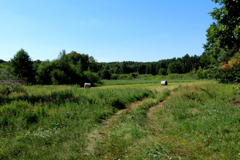 Herrensee, Lange-Damm-Wiesen und Barnim-Hänge 2020-08-05 129